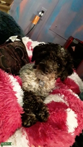 white/black mix miniature poodle Listing Image