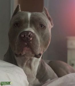 AMERICAN BULLY  Listing Image
