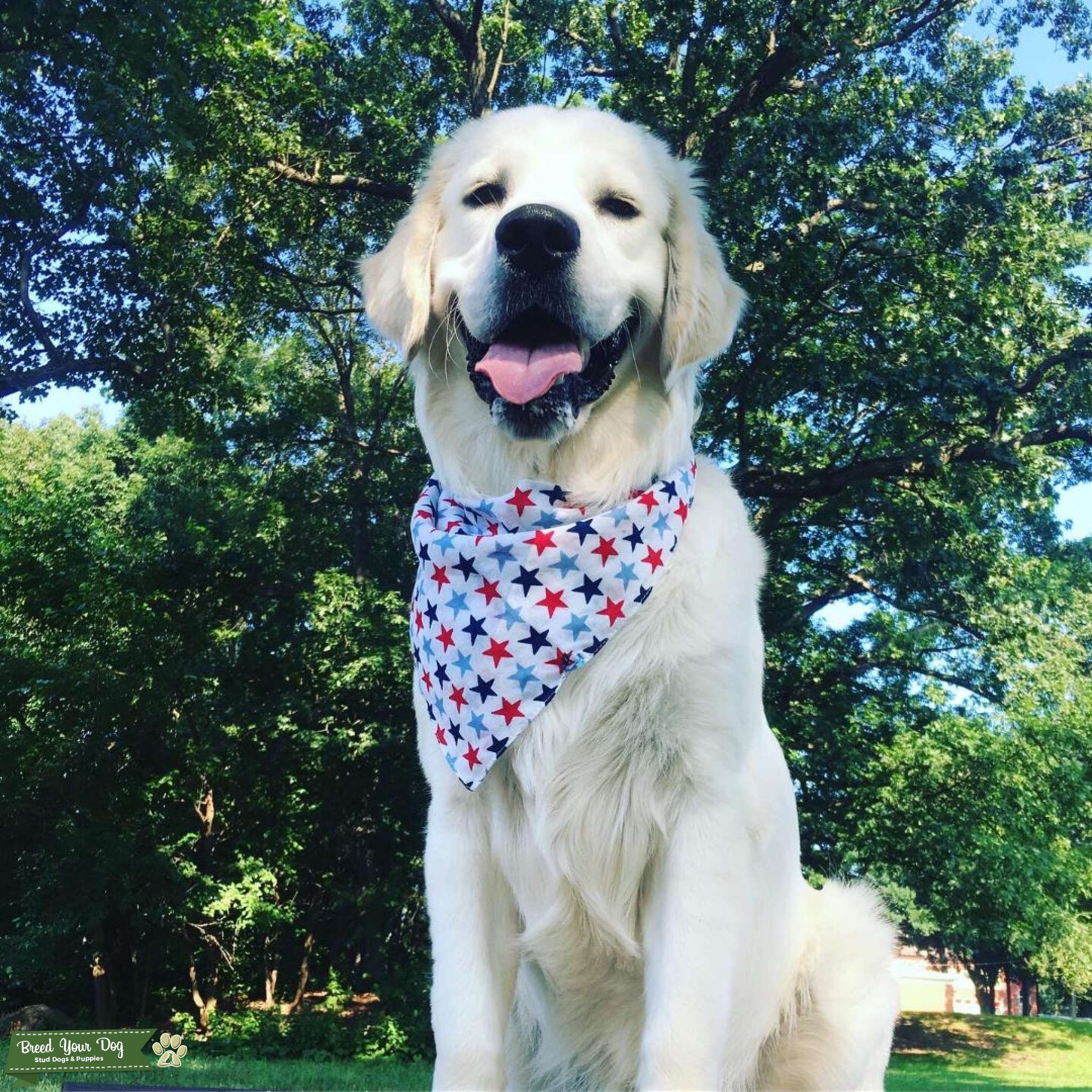 English Cream Golden Retriever For Stud Stud Dog in North Jersey , United States Breed Your Dog