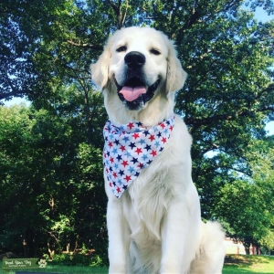 English Cream Golden Retriever For Stud  Listing Image