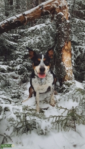 Loyal & Beautiful Texas Heeler  Listing Image