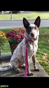 Border Collie/ Red Heeler mix Listing Image