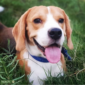 Beautiful Beagle for stud Listing Image