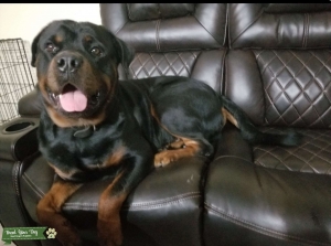 Rottweiler Stud for breeding Listing Image