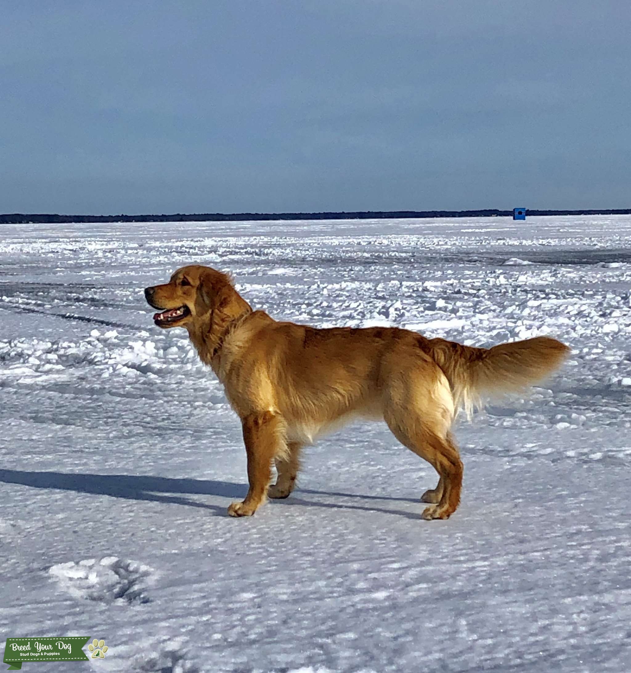 Golden Retriever Stud Stud Dog in Michigan , the United States