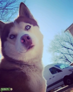 Pure Bred Husky Stud Listing Image
