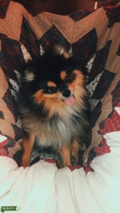 Black and Tan Pomeranian Male Listing Image