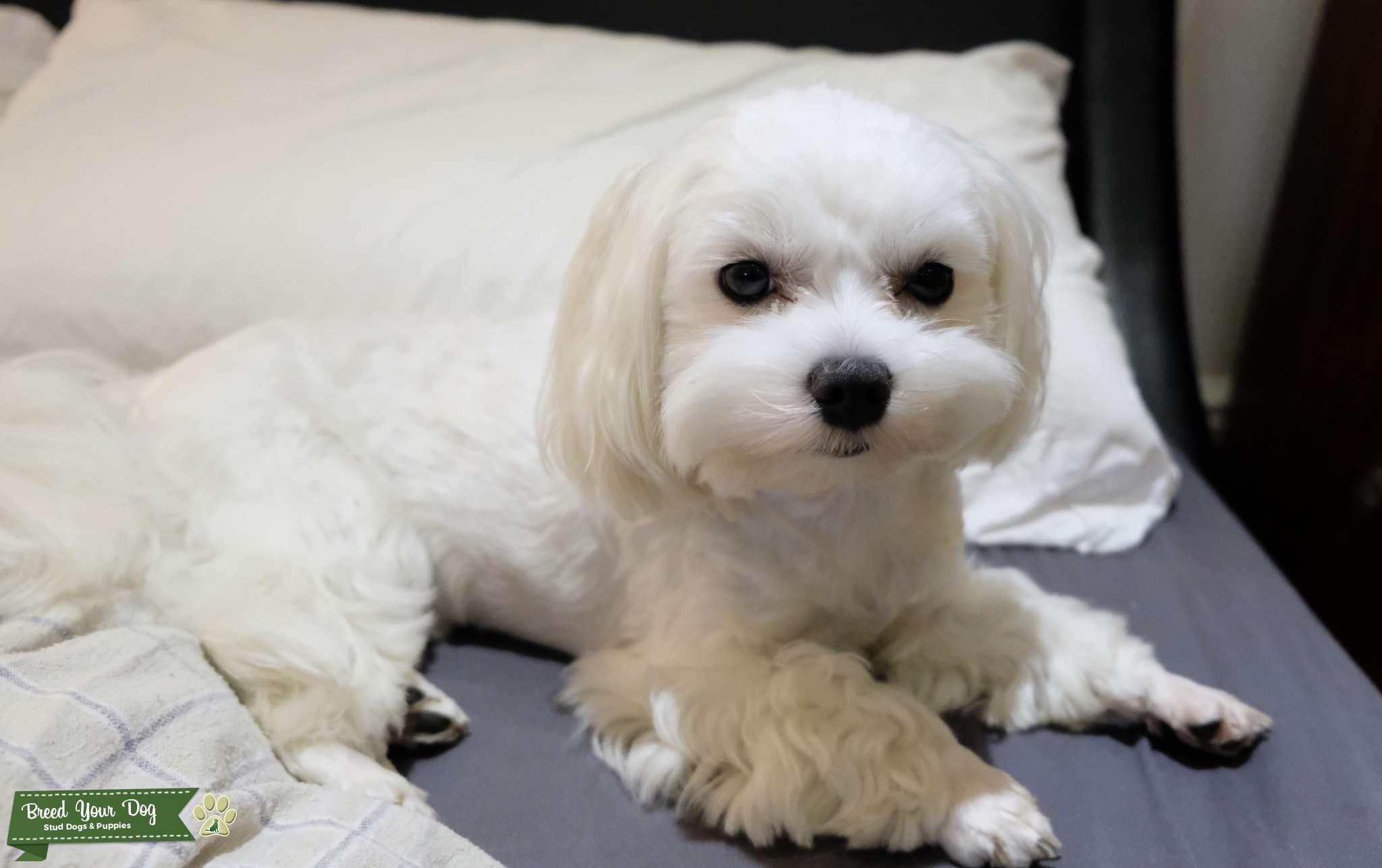 Maltese stud dog Stud Dog in London, the United States Breed Your Dog
