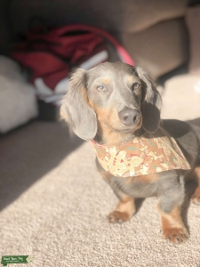 Blue Long Hair Dachshund Listing Image