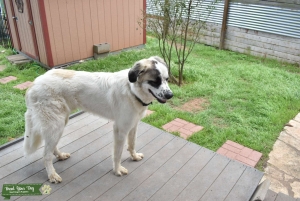 Pyrenees/Anatolian Shepherd Stud looking for Large Breed Bitch  Listing Image