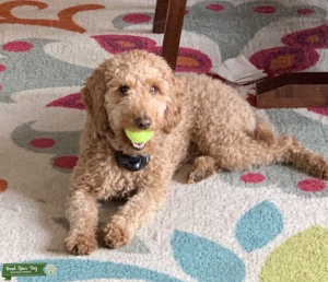 Mini/Medium Apricot Female Goldendoodle looking for a Stud Listing Image