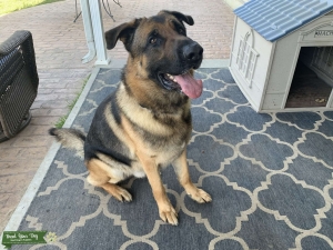 3 year old German Shepherd male  Listing Image