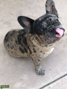 Merle Blue Listing Image