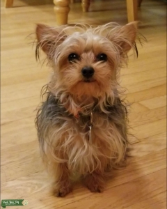 Small Female Yorkie looking for mate IN HEAT NOW... Listing Image