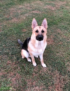 2 year old AKC CGC certified German Shepard Listing Image