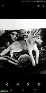 Gorgeous Husky Listing Image