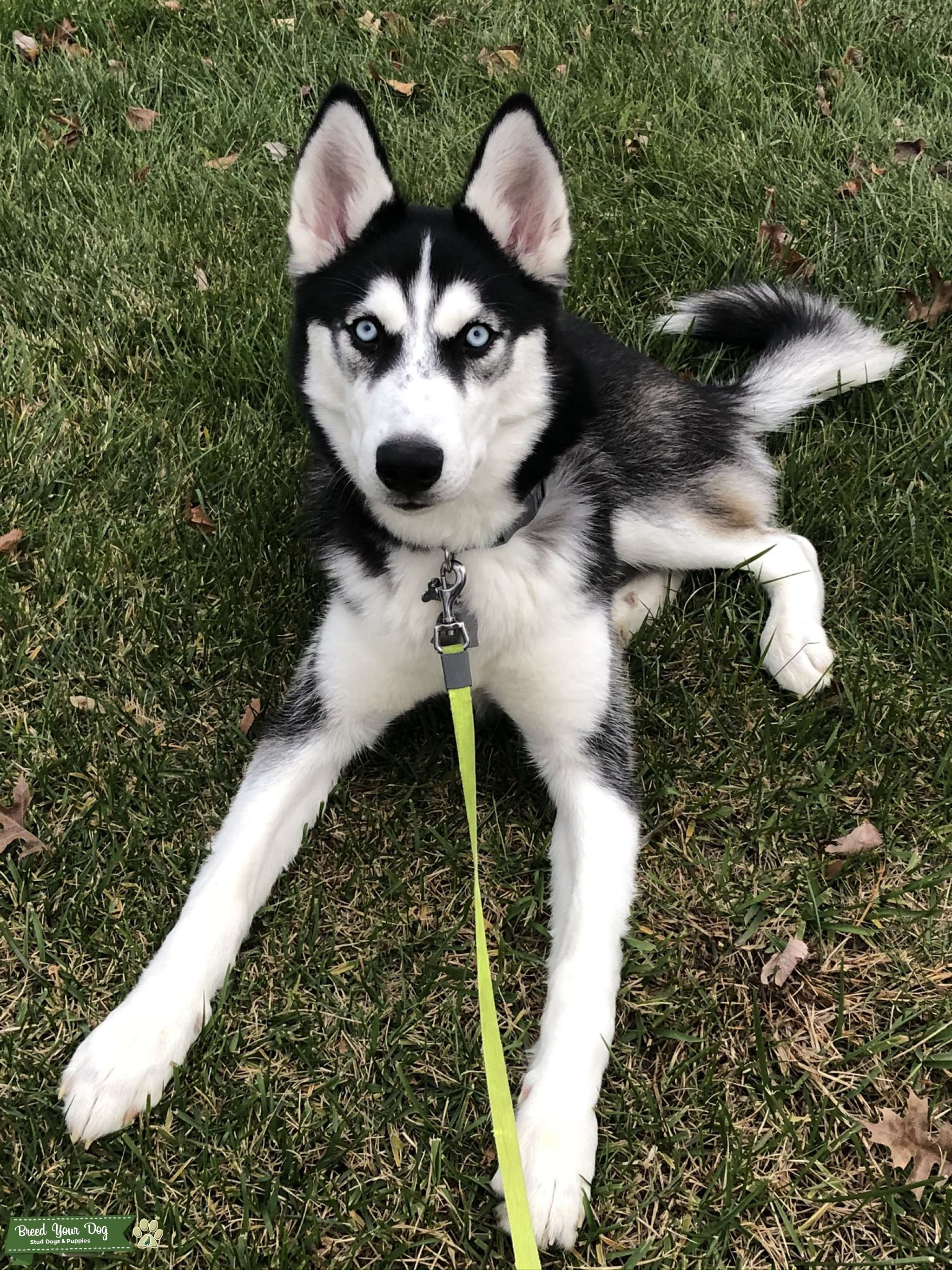 Siberian Husky is looking for a female Stud Dog in Maryland , the