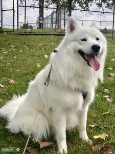 Samoyed Male for Breeding Listing Image