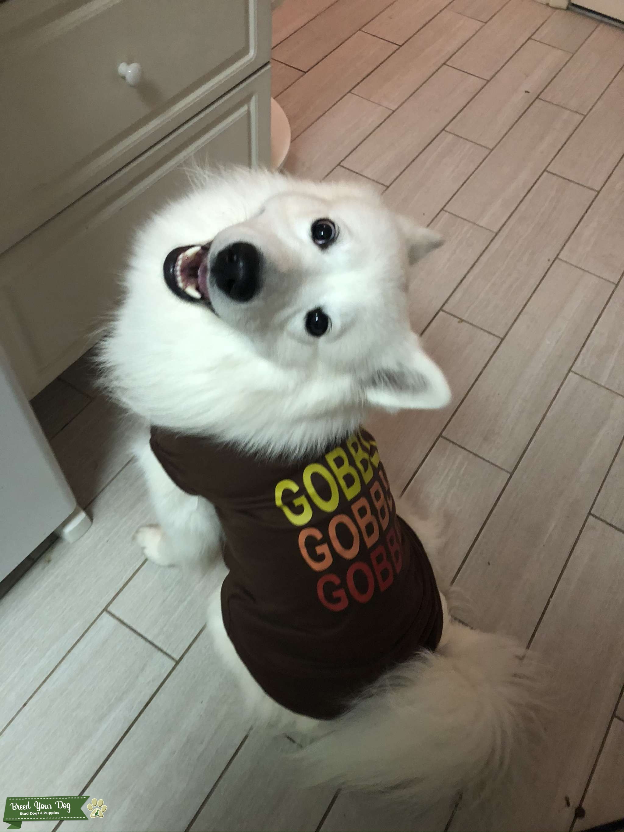 Samoyed Male for Breeding Stud Dog Bergen county NJ Breed Your Dog