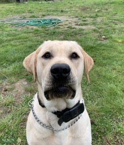 (AKC)Male Pure Bred Yellow Labrador (Stud) Listing Image