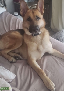 German shepherd  Listing Image