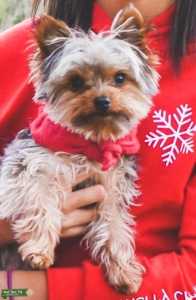 Silky Teacup Yorkie Stud Listing Image