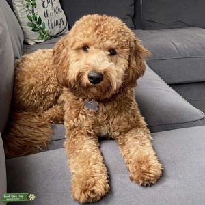 F1 Mini Goldendoodle Listing Image