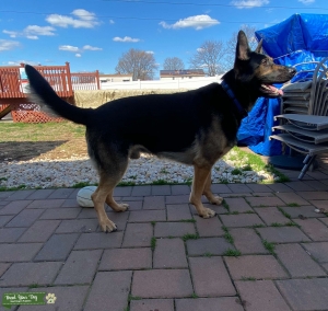 AKC Certified Purebred German Shepherd Male Tan/Black Listing Image