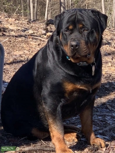 Rottweiler Champion Bloodline Listing Image