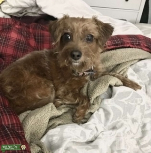 Our adorable mini jack-a-poo looking for a toy stud Listing Image