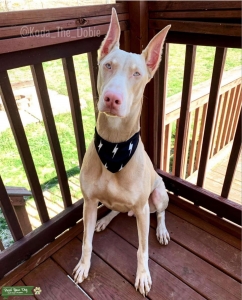 Doberman Stud Listing Image