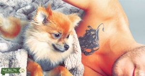 Looking for a multicolored stud pom to breed my female pom  Listing Image