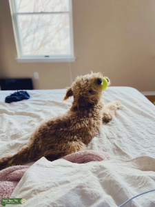 Mini Goldendoodle looking for a mate! Listing Image