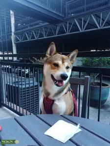 Shiba Inu Stud Listing Image