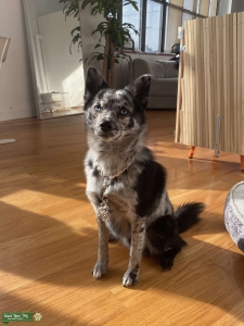 POMSKY STUD LOOKING FOR BITCH Listing Image