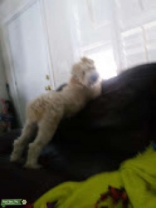 Soft Coated Wheaten Terrier Female in South Florida Listing Image