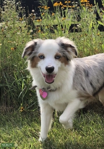 Blue Merle mini aussie Listing Image