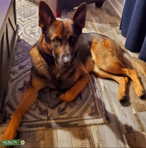 Handsome GSD Male/ Czech working line Listing Image