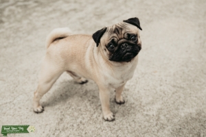 AKC STUD AVAILABLE  Listing Image