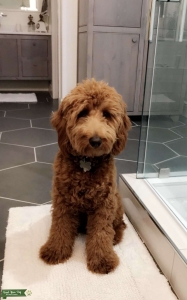 Mini Red F1B Golden Doodle Listing Image