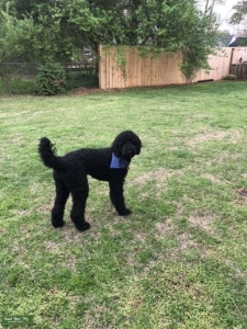 Goldendoodle Stud Listing Image