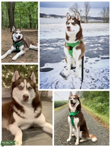 Beautiful Copper Siberian Husky Stud Listing Image