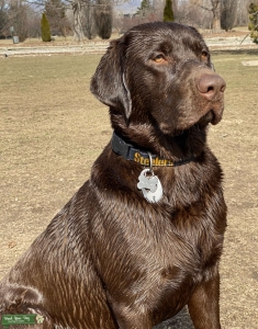 AKC Chocolate Labrador Retreiver Stud Listing Image