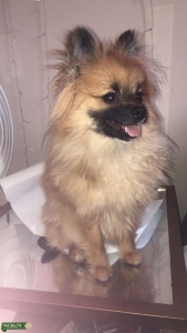 Sable CKC Male Pom Stud Listing Image