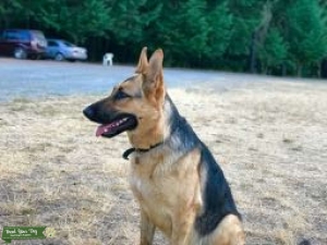 FEMALE PUREBRED GERMAN SHEPHERD Listing Image