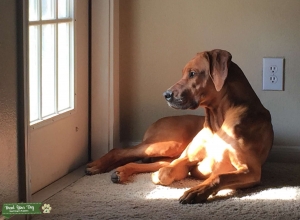 Male With Champion Bloodlines For Stud Listing Image