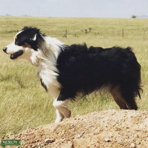 Mini Australian Shepard Stud  Listing Image