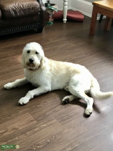 Labradoodle Stud First generation  Listing Image