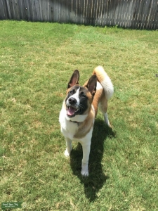 Young Akita Male Listing Image