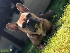 Stud looking for bitch Listing Image